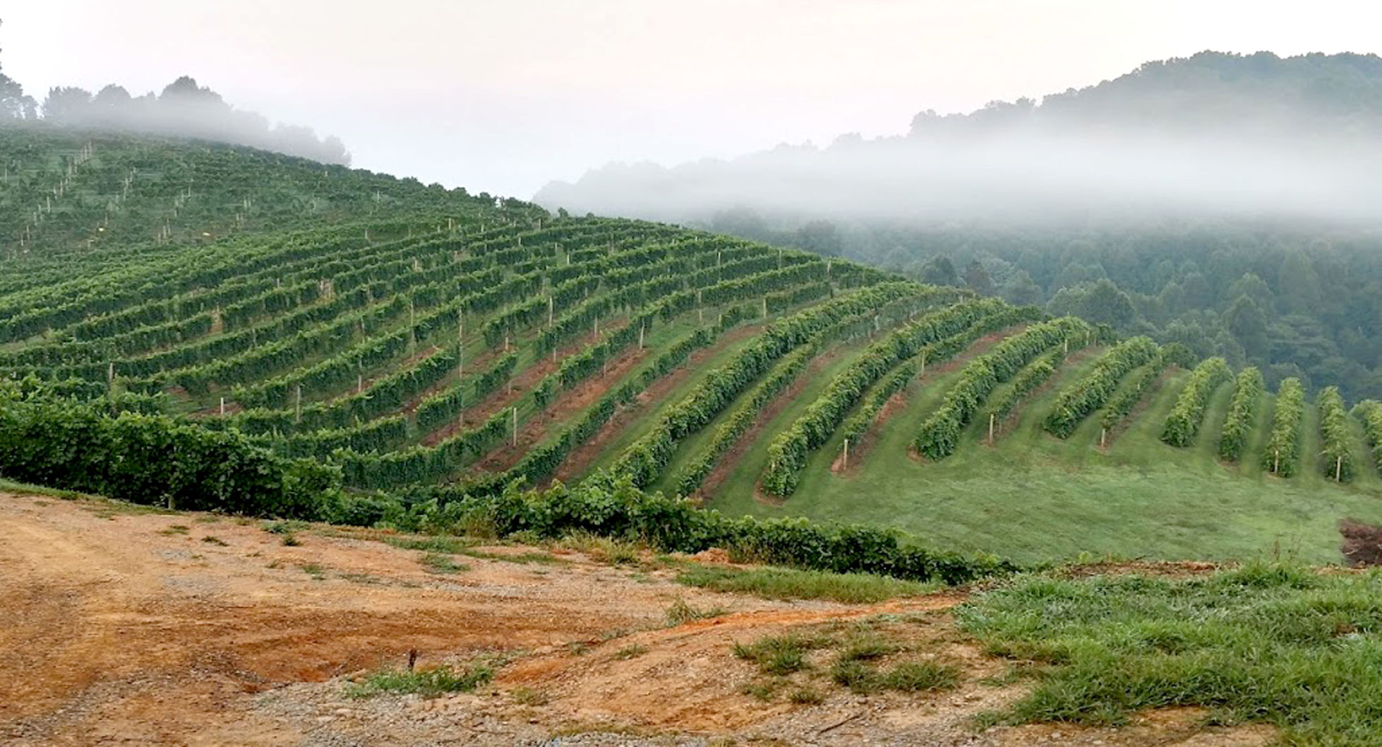 Abingdon Vineyards 07